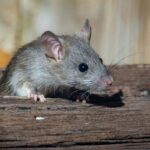 What To Do If You See a Rat in Your House in Islington (Important Steps & Solutions)